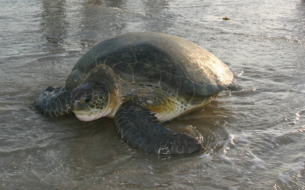 A few green sea turtles nest each year on Padre Island.