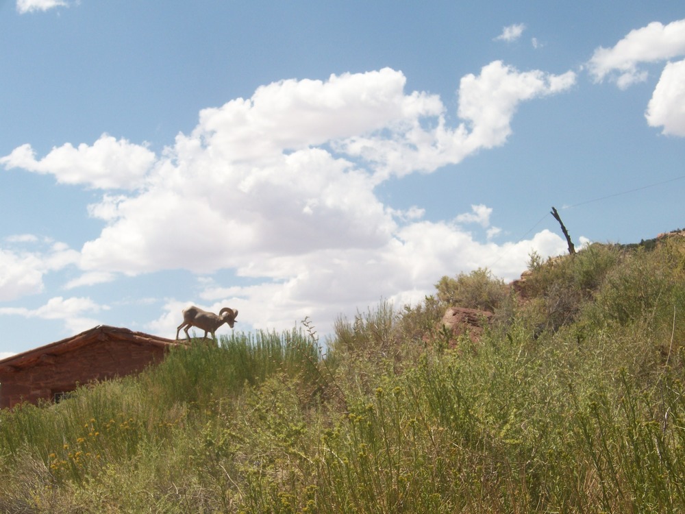Bighorn Sheep getting off the West Cabin