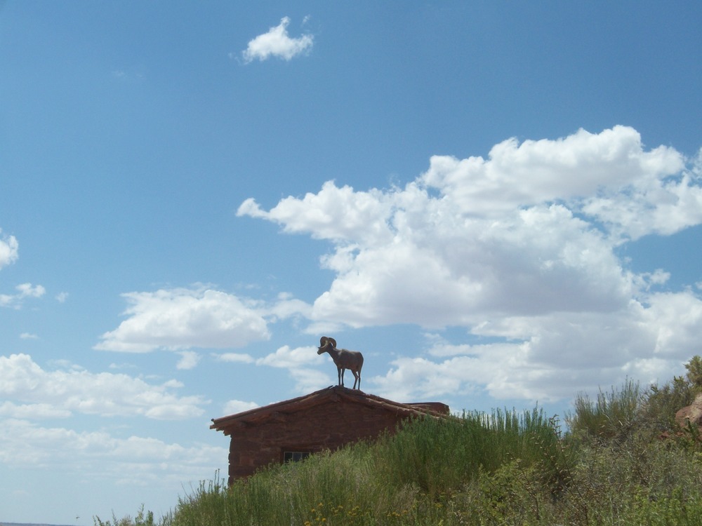 Bighorn Sheep on West Cabin