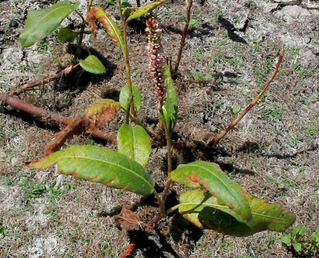 Water Smartweed Polygonum amphibium var. emersum Rocky Oaks: Rocky Oaks Pond, Pond aquatic, 9-8-04.