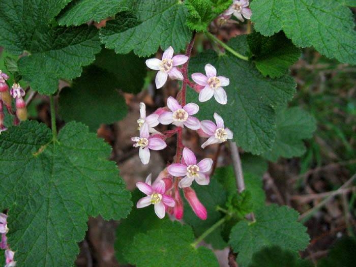 Chaparral Currant Ribes malvaceum Circle X Ranch: Mishe Mokwa trail, oak woodland, 1-17-04.