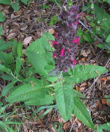 Crimson Pitcher Sage Salvia spathacea Circle X Ranch: Grotto trail, oak woodland 4-5-04.