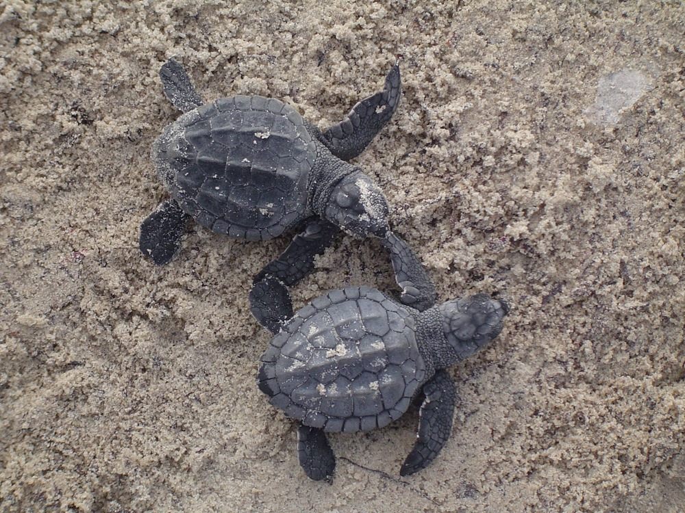 It is estimated that, if Kemp's ridleys hatch naturally in the wild, maybe 1 in 100 will survive to adulthood.