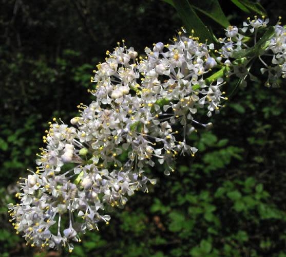 Greenbark Ceanothus Ceanothus spinosus Circle X Ranch: Grotto trail, riparian woodland, 3-5-04.