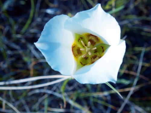 Segolily, Calochortus gunnisonii