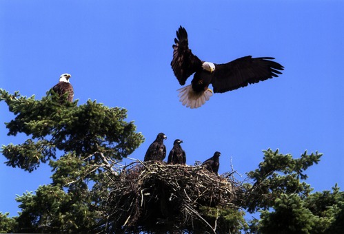 Bald Eagles Tending Their Young at American Camp