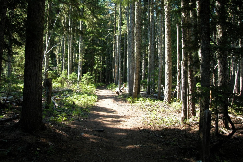 After many families died in the cold rapids of the Columbia River, emigrants sought an alternative route to reach their destination in the Oregon Territory. Barlow road followed the southern banks of the Columbia, around Mt Hood and through the deep forest to Oregon City.