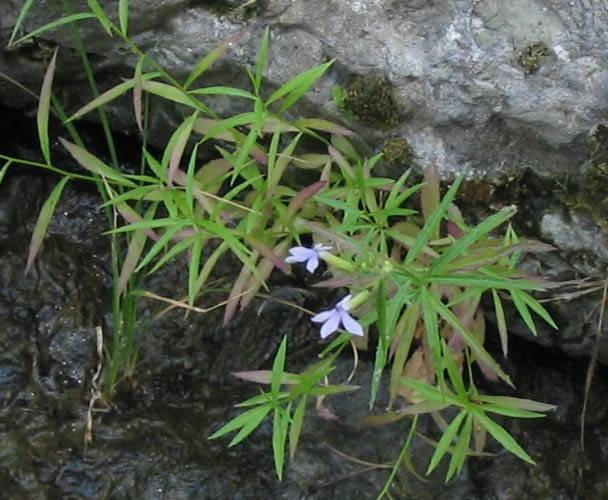 Rothrock's Lobelia Lobelia dunnii var. serrata Circle X Ranch: riparian woodland, 7-29-04.