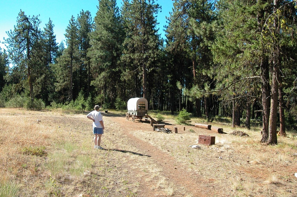 The cool shade of the conifers at the top of the Blue Mountains was a welcome releif for emigrant wagon trains after climbing for miles in sweltering heat from the valley floor.