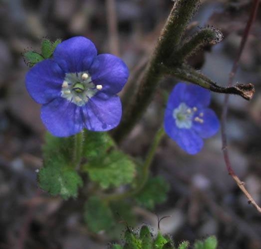 Sticky Phacelia Phacelia viscida Backbone trail between Trippet Ranch and Will Rogers State Parks, chaparral, 6-12-04.