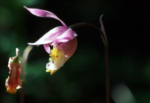 Badlands Flowers: Red, Pink, Blue