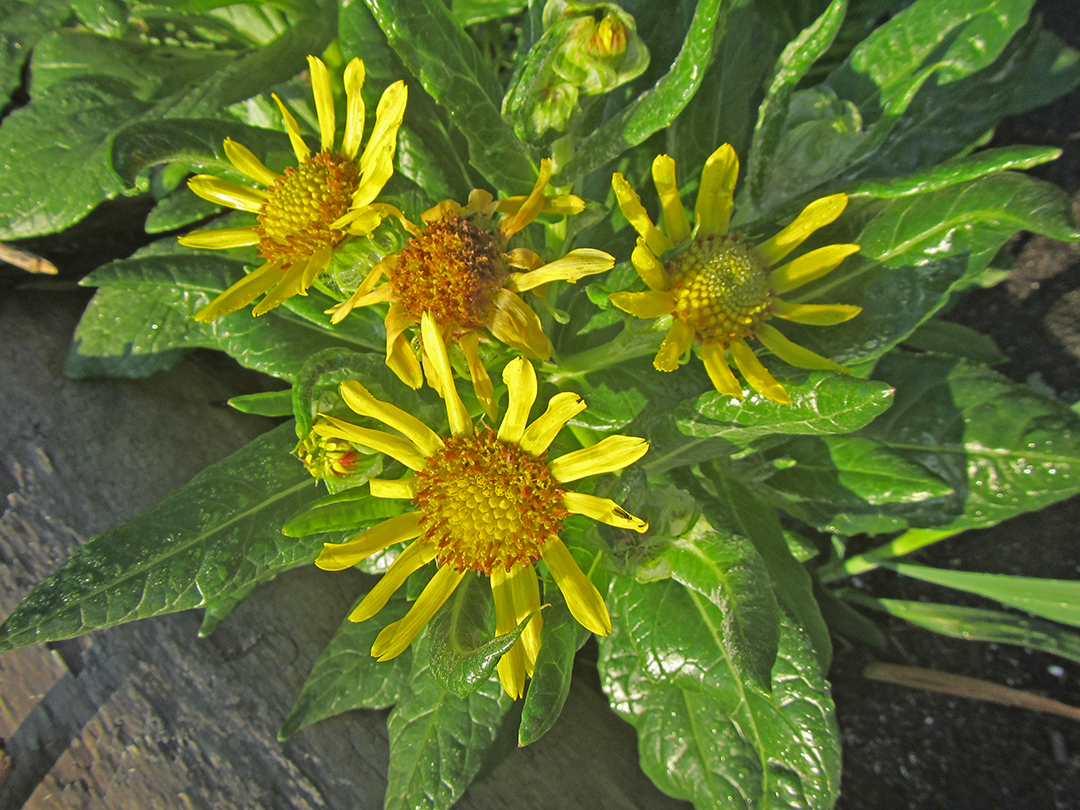 Close up of large, fleshy, oval-shaped leaves with flower heads with yellow ligules surrounding a large central, yellow disk. 