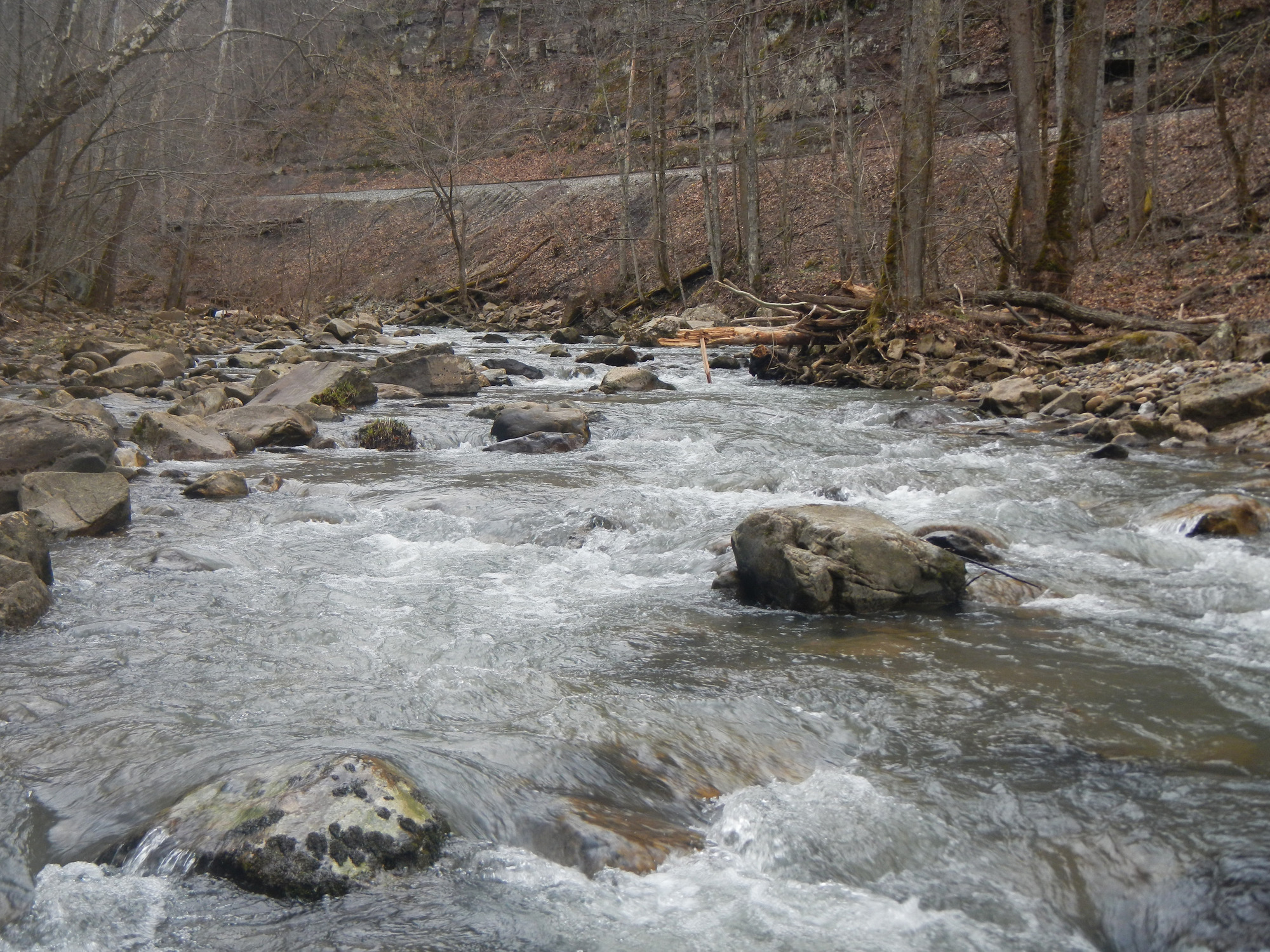 Site visit photo showing the upstream (UP) or downstream (DN) view of a wadeable stream reach taken during benthic macroinvertebrate monitoring at New River Gorge National Park and Preserve.