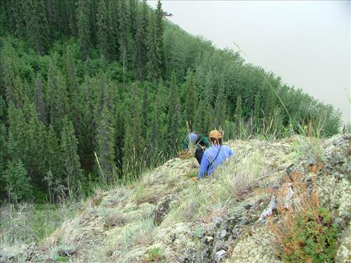 11 Yukon-Charley Rivers National Preserve Peregrine Falcon Survey July 2006