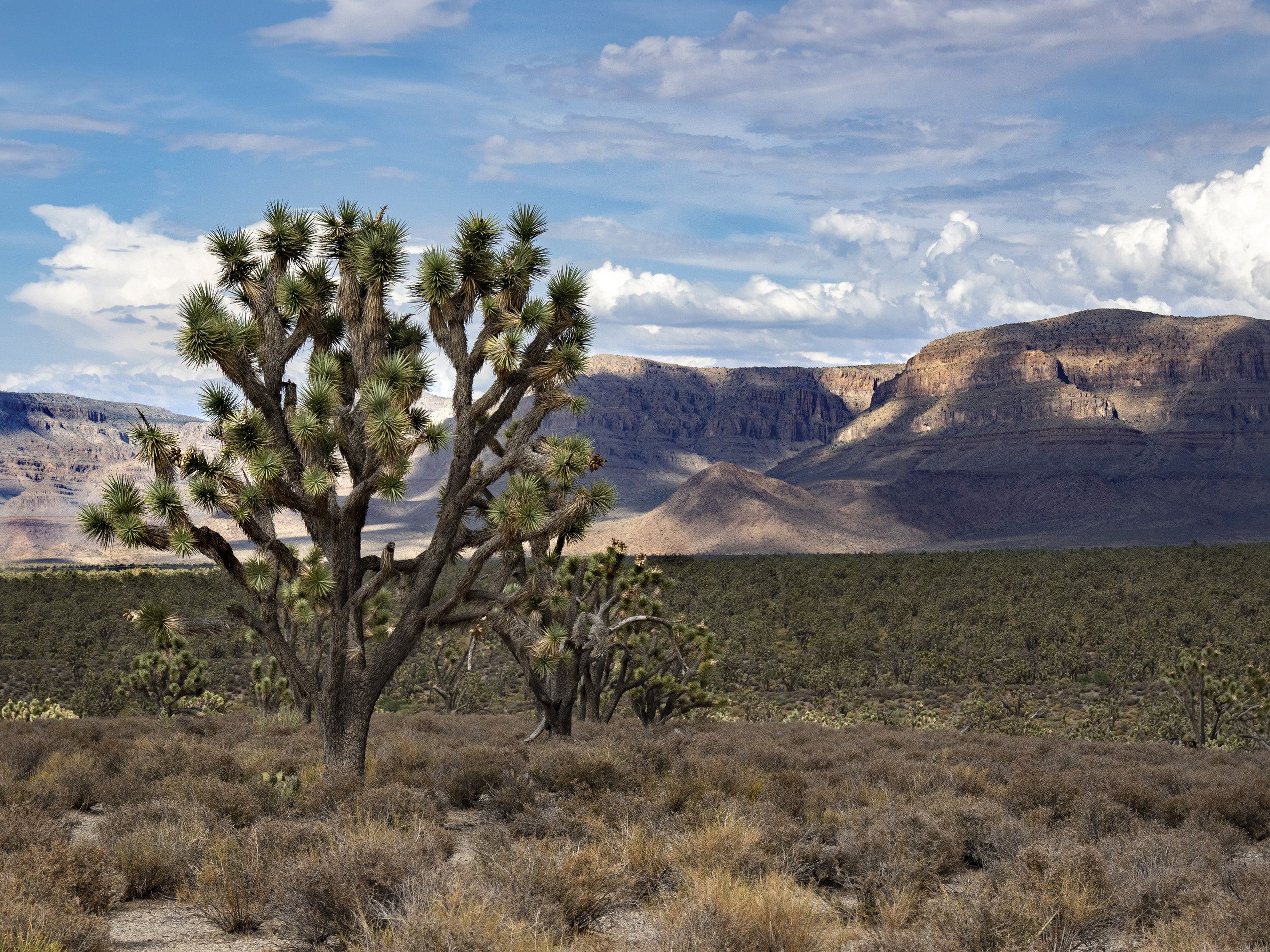 cactus like tree to left, mountains cloudy sky behind