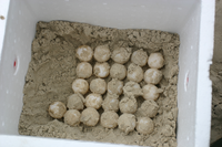 Sea turtle eggs are very carefully placed in incubation boxes so as to preserve the same orientation they had in the nest.