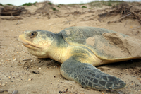 The difference in coloration between the upper and lower sides of a Kemp's can be clearly seen here.