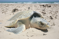 Kemp's ridley normally nest only once per year, but they lay around 100 eggs per nest.