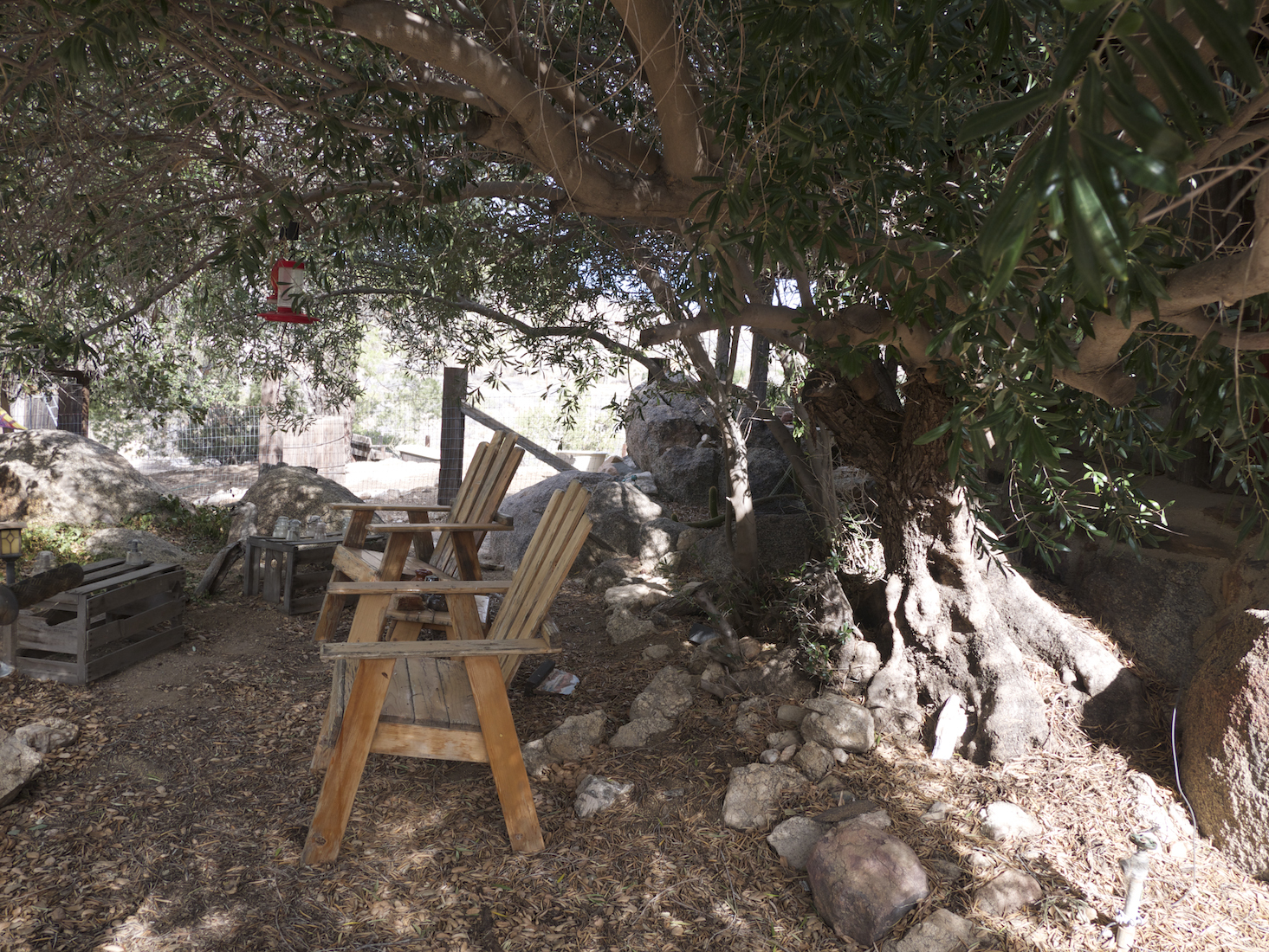 A large tree shades a seating area with two Adirondack chairs and a bird feeder