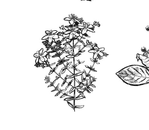 "Riparian Zone": St. John's wort