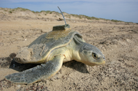 Every year the National Seashore attaches transmitters to the backs of a few ridleys so that their movements can be tracked over the next year.