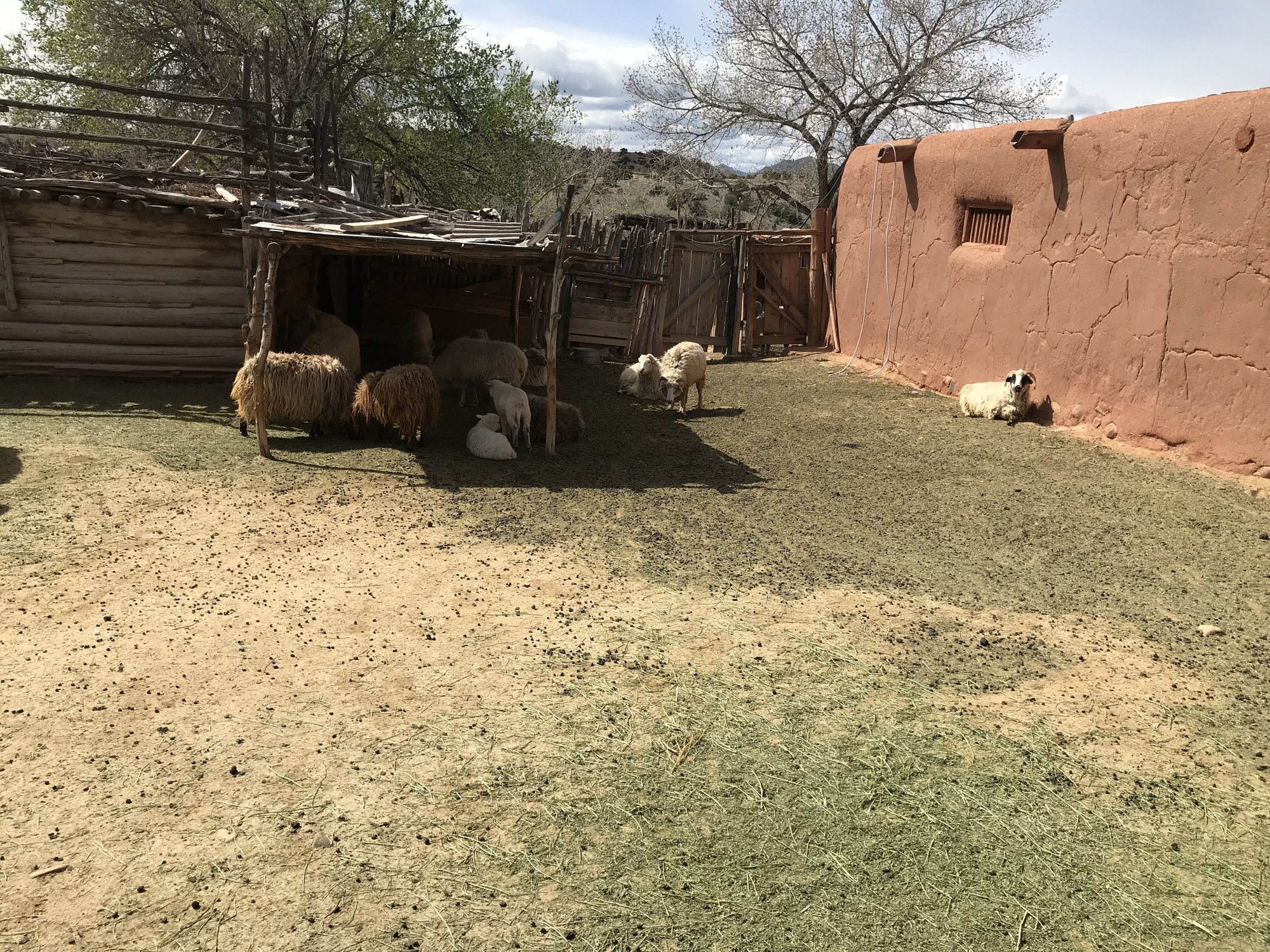 A group of sheep laying in the dirt near a shack.