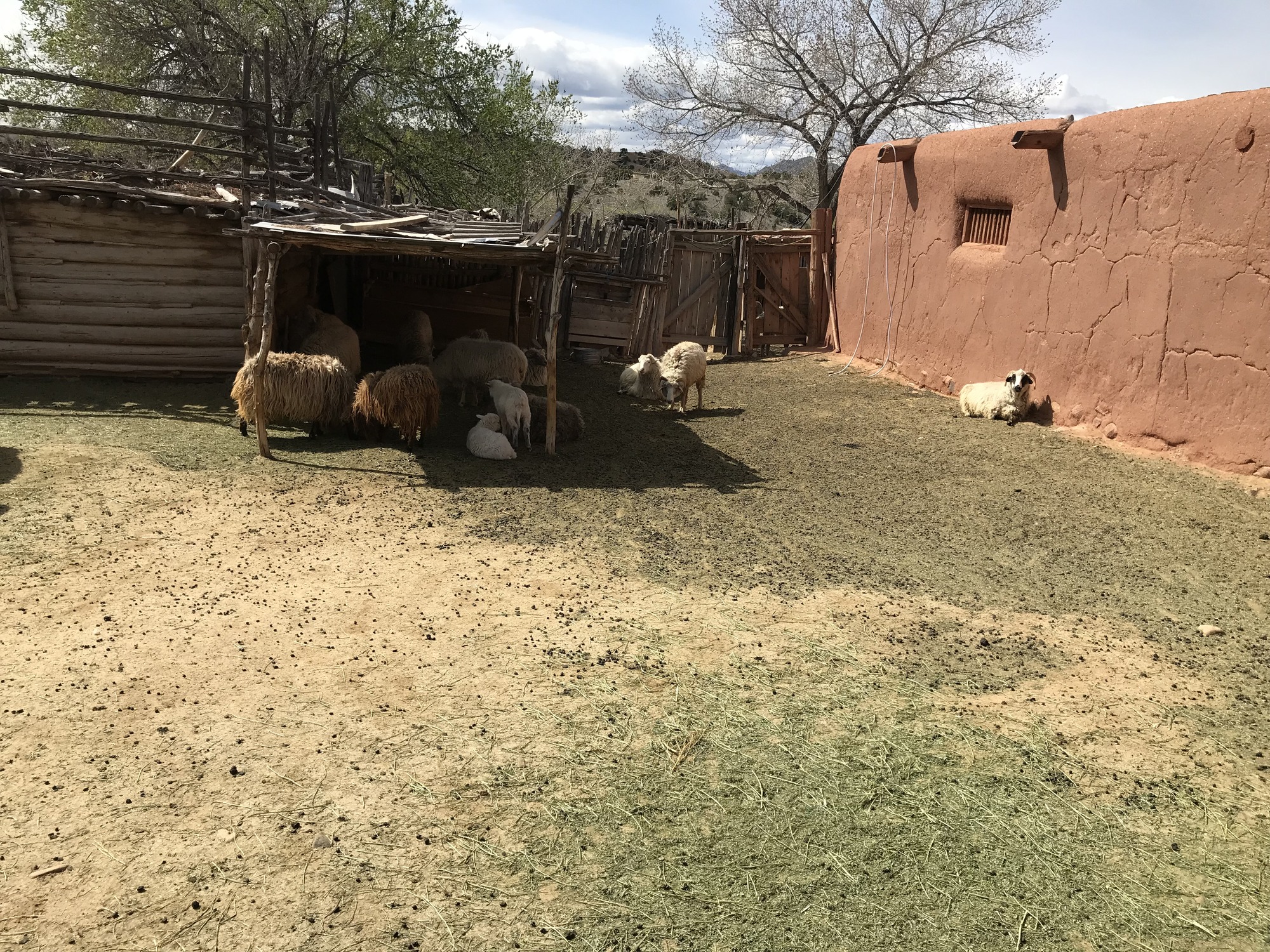 A sheep pin at El Rancho de las Golondrinas outside Santa Fe, NM