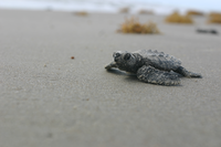 Kemp's ridley hatchlings are charcoal gray, but their color changes as they mature to olive green above and sand below.