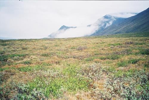 6 Gates of the Arctic National Park and Preserve Itkillik Birds Survey June 2006