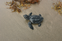 Kemp's ridley hatchlings are believed to somehow remember the beach where they are hatched. The exact mechanism that makes this possible is unknown.