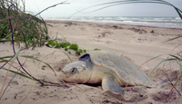 Kemp's ridleys go into a trance as they lay their nests of around 100 eggs.
