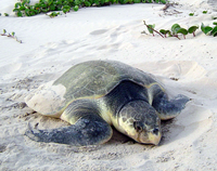 Kemp's ridleys are the smallest of the sea turtles, reaching only about 100 lbs. in weight.