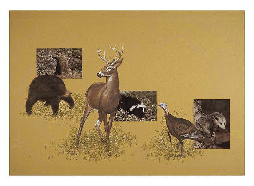 Photograph and illustration combination of images depicts the wildlife (fauna) of Cades Cove: