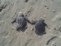 Although laid in clutches of around 100 eggs each, Kemp's ridleys are believed to solitary animals during most of their lives.