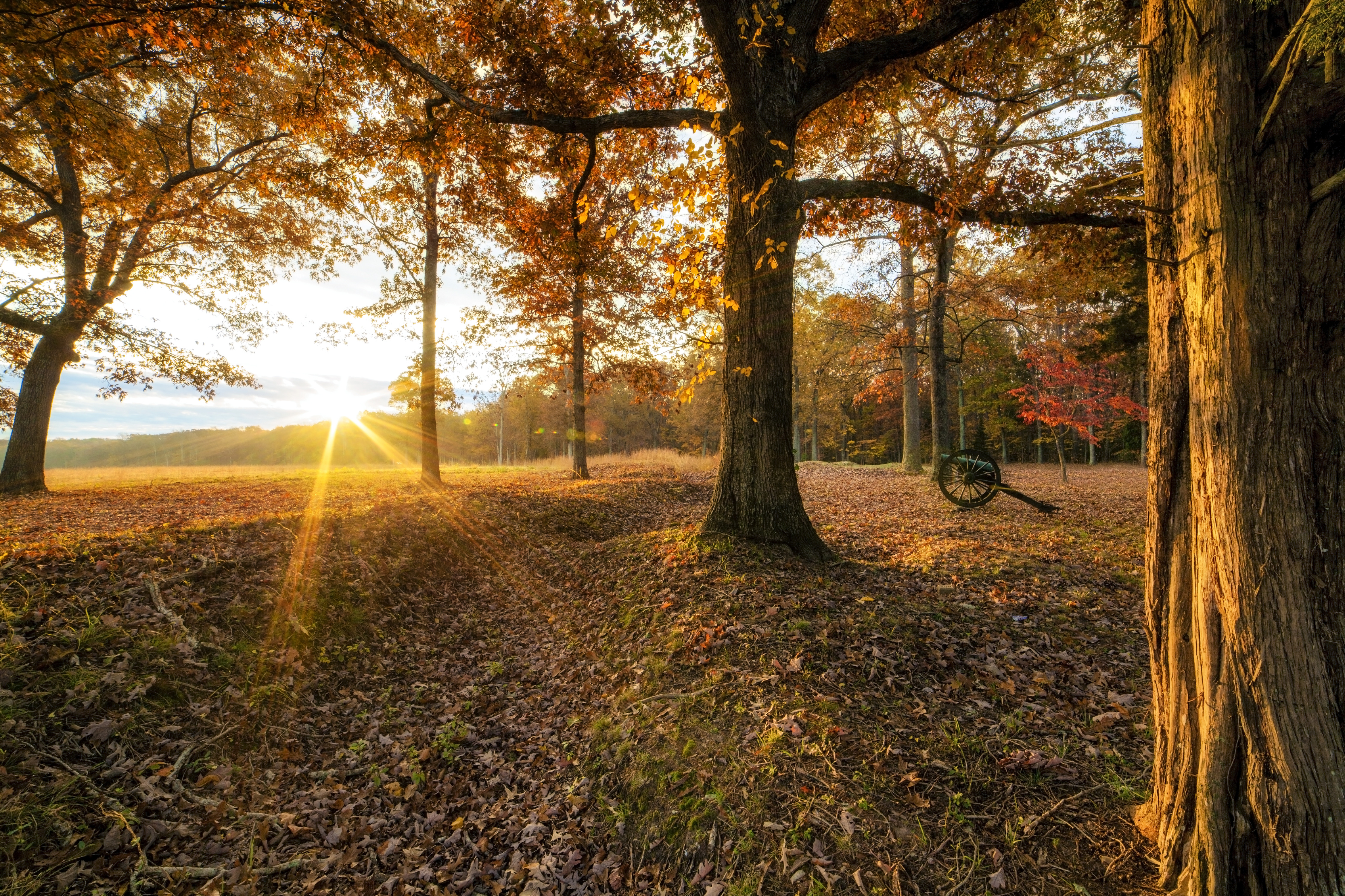 A cannon tucked into a sparse woods during sunrise with leaves scattered on the forest floor.