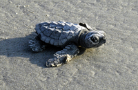 Once hatchlings are released into the Gulf, they may fall prey to anything larger than them. Hopefully, they will be able to hide in the mats of sargassum seaweed floating in the Gulf until they are too big for most predators to eat.
