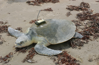 The transmitters attached to the backs of a few Kemp's ridleys each year allow the park to track their movements throughout the Gulf outside of nesting season by satellite for up to a year.