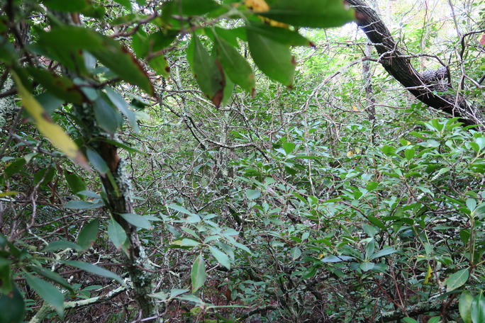 GRSM Accuracy Assessment. Plot Code: GRSM_AA_0812_5