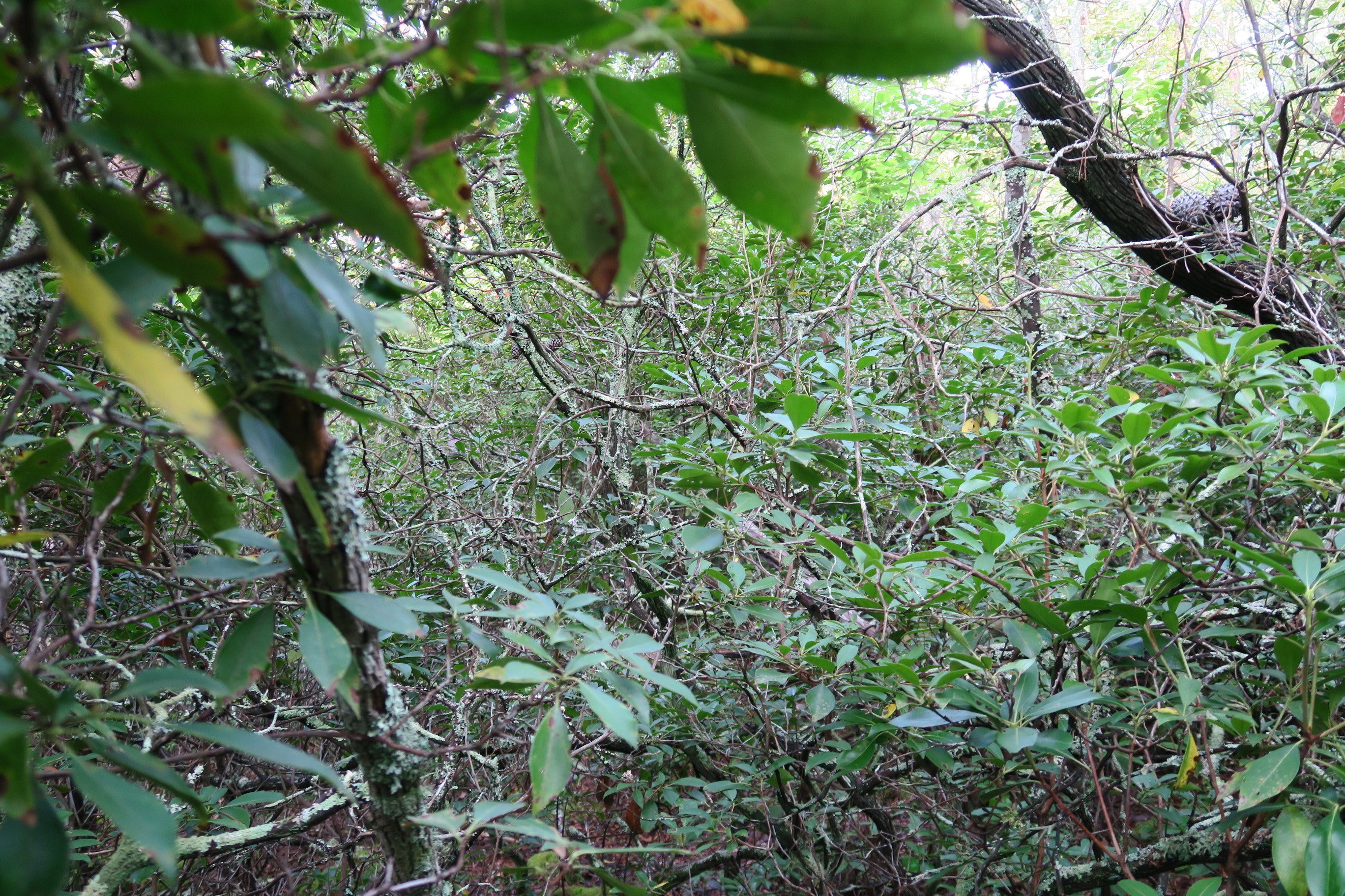 GRSM Accuracy Assessment. Plot Code: GRSM_AA_0812_5