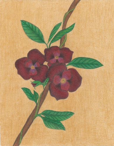 student artwork - pawpaw