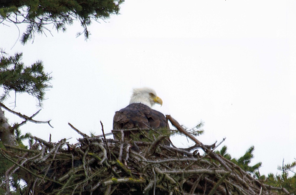 A bald eagle surveys the American Camp parking area from her nest above the entrance road.