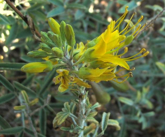 Bladderpod Isomeris arborea Leo Carrillo State Park: Coastal Strand, 6-24-04.