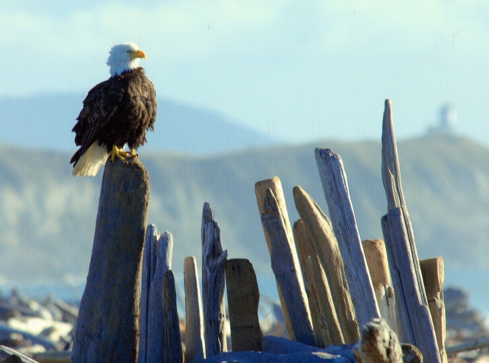 Buffeted by a southwest wind, a bald eagle surveys the empty picnic area at American Camp's South Beach.perches on driftwood.