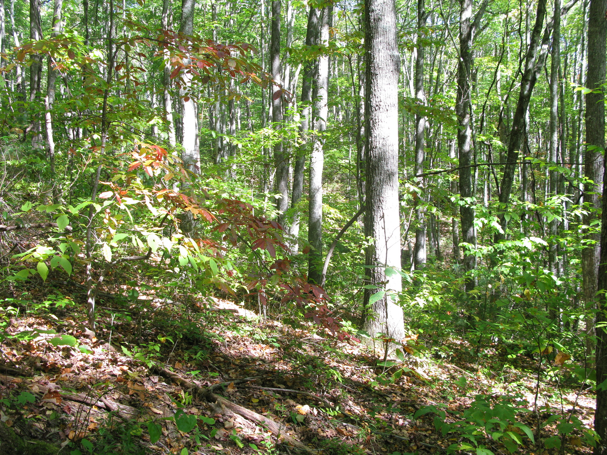 GRSM Accuracy Assessment. Plot Code: GRSM_AA_0229_3