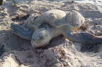 Kemp's ridley nesting