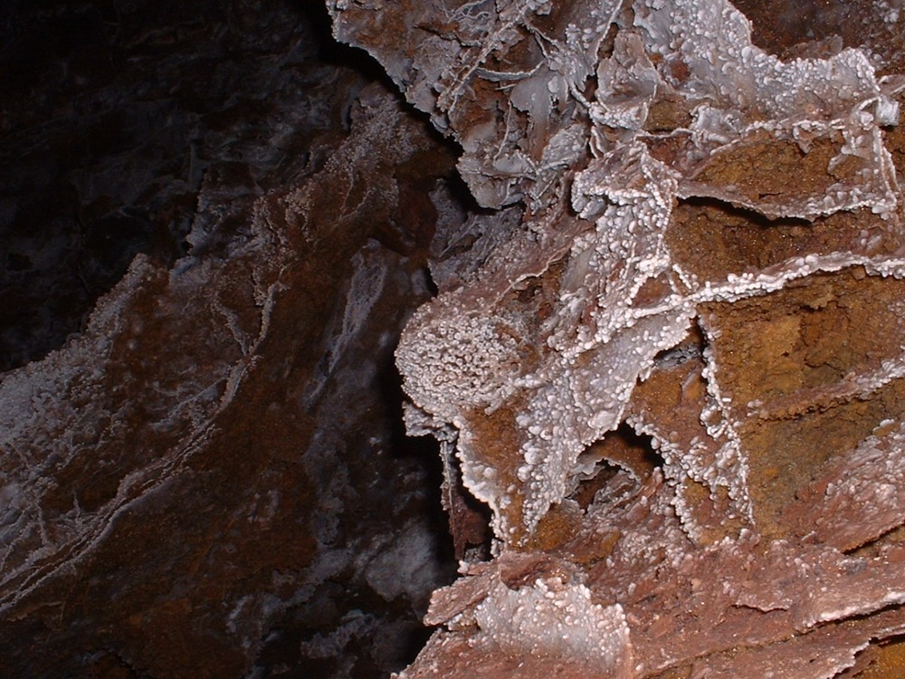 A round cluster of fossilized coral with many stone fins surrounding it.