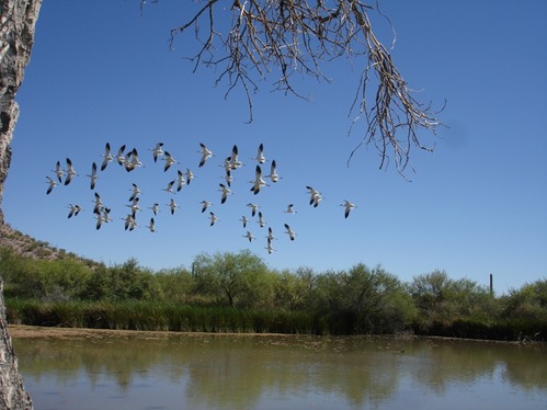 American Avocets At Quitobaquito