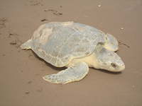 Nesting Kemp's ridley