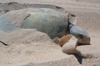 Nesting Kemp's ridley