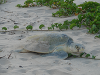 Nesting Kemp's ridley